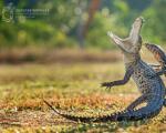 Golden Turtle Wildlife Festival Festivali Ndërkombëtar i Kafshëve të Egra