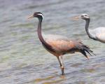 What does a crane eat and where does it live in nature? Demoiselle crane: a brief description for schoolchildren