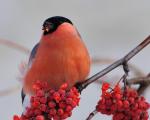 Bullfinch: pamja e shpendëve dhe gjinia e tyre, qofshin ata shtegtarë apo të ulur