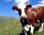 Business plan for breeding Cattle (cattle)