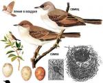 Caractéristiques de l'oiseau paruline à tête noire Observations de la paruline